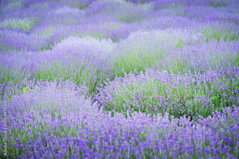Close up of lavender flowers field background. Close up of lavender flowers field background.