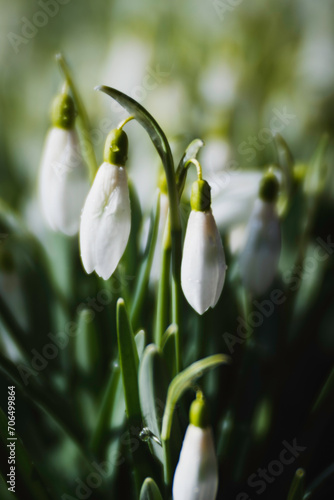 snowdrop flower in spring