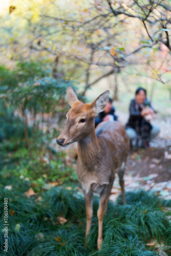 deer in the forest