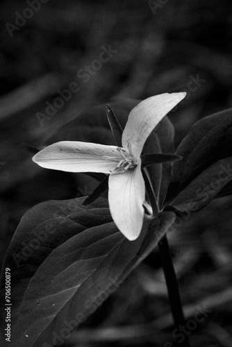 black and white trillium flower