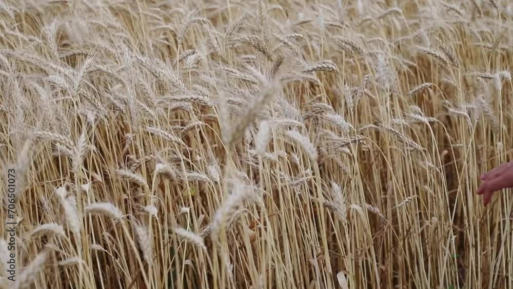 Close up field of ripe golden wheat sways from the wind on a cloudy day, agricultural business concept Close up field of ripe golden wheat sways from the wind on a cloudy day, agricultural business concept