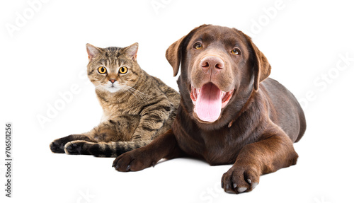 Adorable Labrador and cat Scottish Straight together isolated on a white background