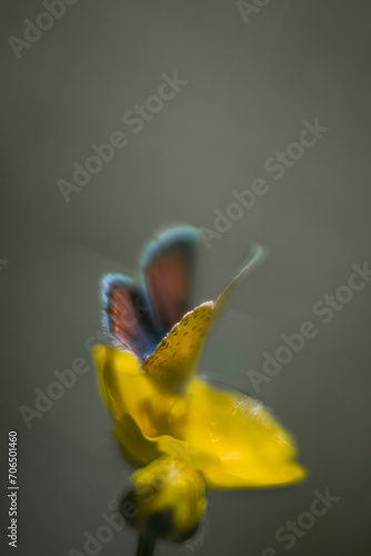 butterfly on yellow flower
