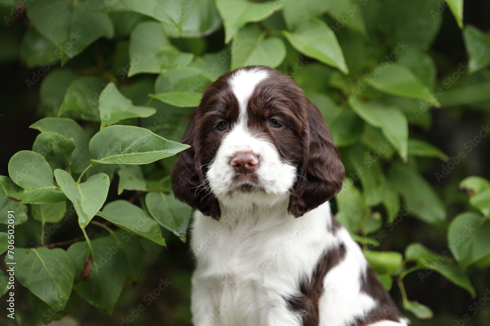 Cute little English Springer Spaniel puppy in nature