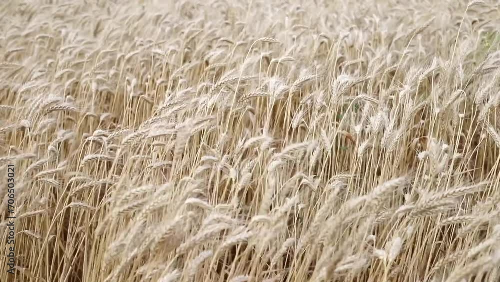 Close up field of ripe golden wheat sways from the wind on a cloudy day, agricultural business concept