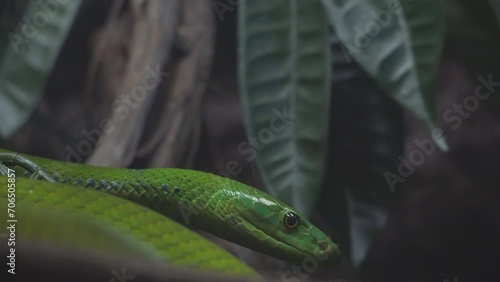 Green mamba (Dendroaspis angusticeps) venomous snake hunting in the dark forest photo