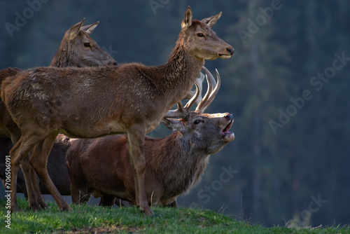 Bild auf Leinwand Hirsch mit Kahlwild zur Brunft