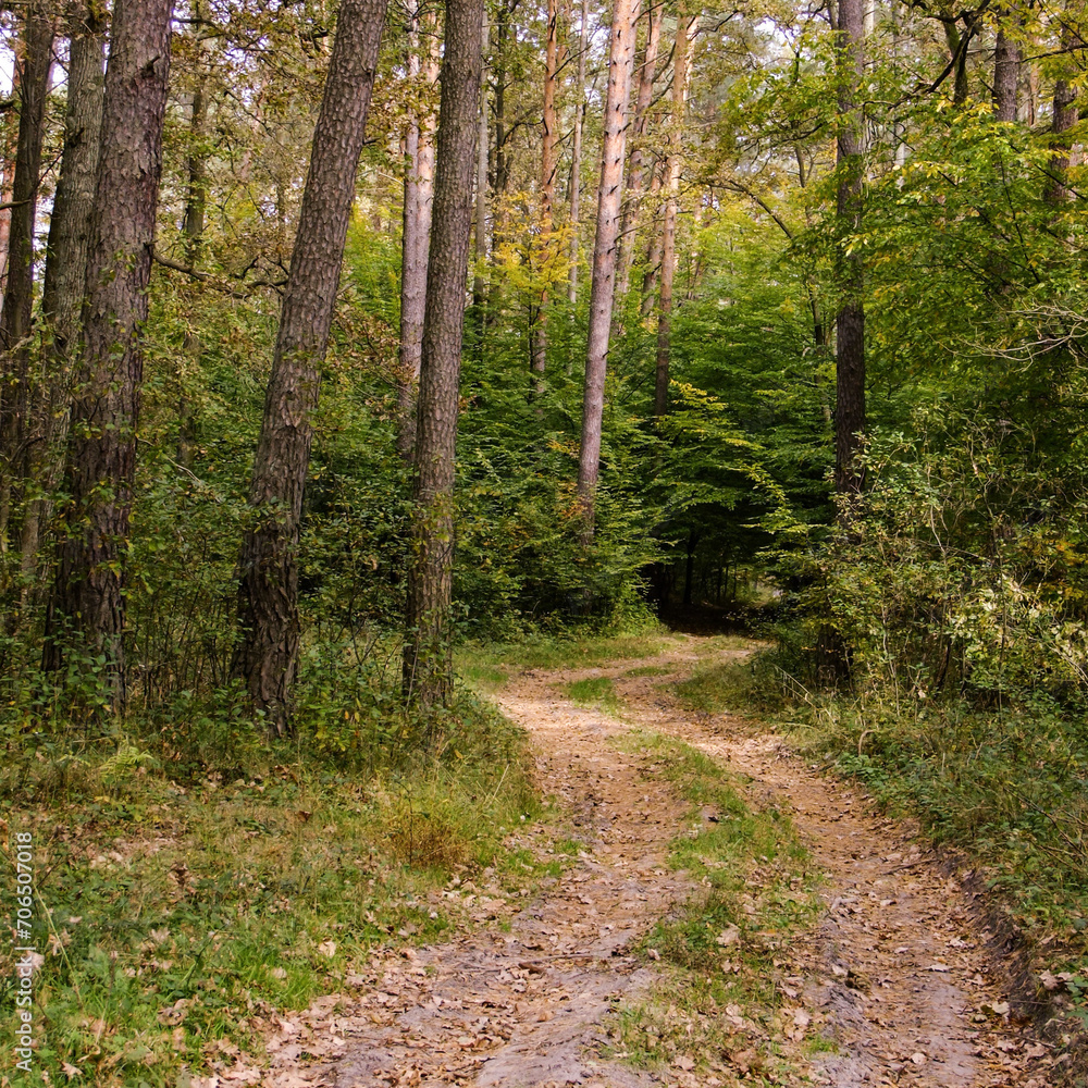 Fototapeta premium A winding forest road in autumn.