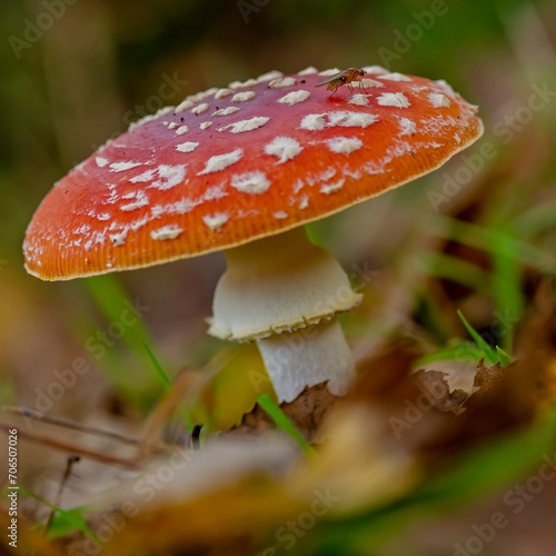 Fly agaric (Amanita muscaria) in the autumn forest.