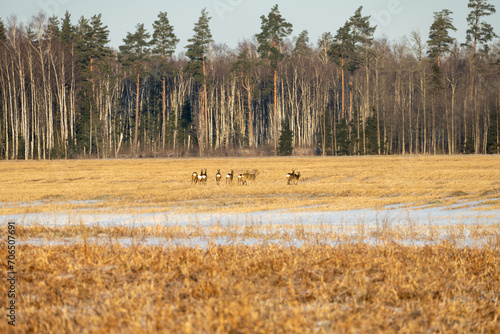 Freedom of the Fields: Herd Flourishing in Nature. Nature's Ensemble: Deer Herd in the Field. 