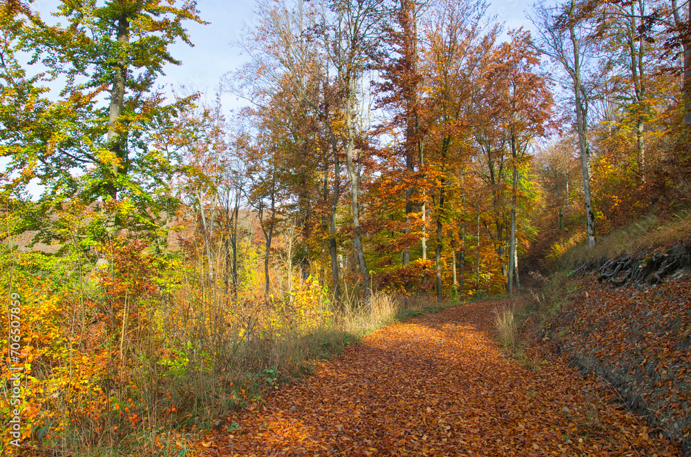 Obraz premium Herbstlaub