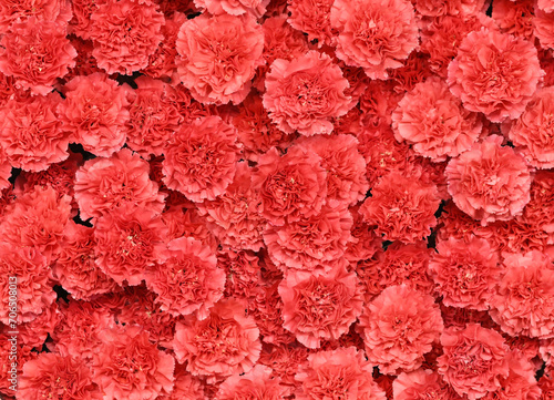 Fotografie Flowers wall background with amazing red carnations flowers, hand made red carnation flower wall, flower background