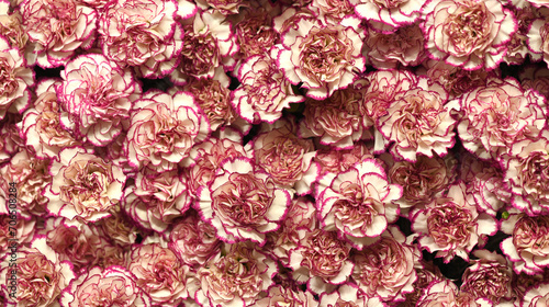 Flowers wall background with amazing pink and  purple carnations flowers, hand made mix carnation flower wall, flower background. Colorful flowers mix. Pattern of flowers. 