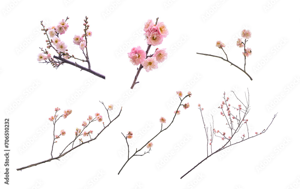 collection of plum blooming flowers isolated on white background
