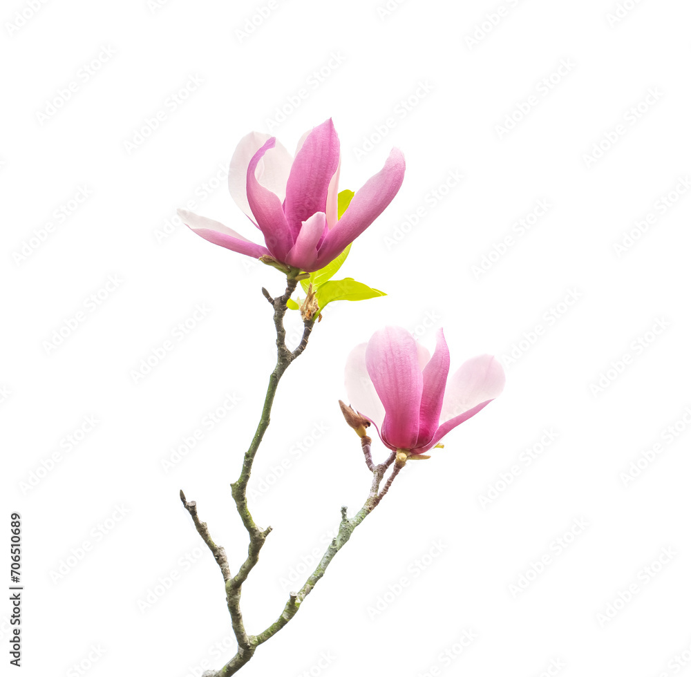 pink magnolia flower spring branch isolated on white background