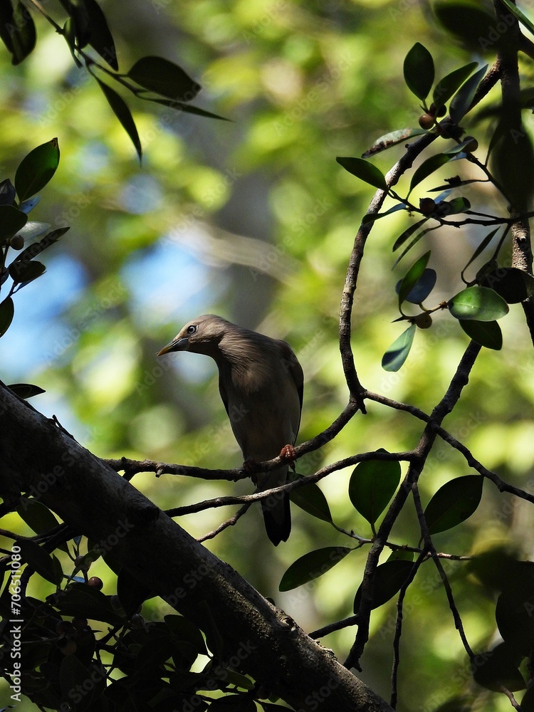 Fototapeta premium Chestnut-tailed Starling, Finds prey, which are insects and other small animals, in the treetops.