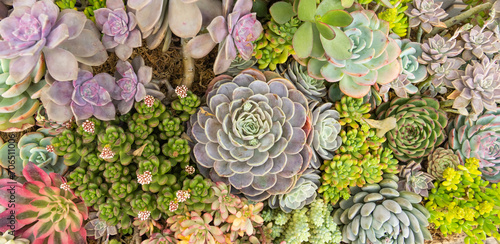Succulents planted in the ground