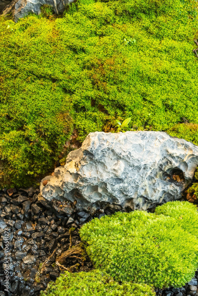 Moss is used for gardens and bonsai as a aesthetic sense Moss is used for gardens and bonsai as a aesthetic sense