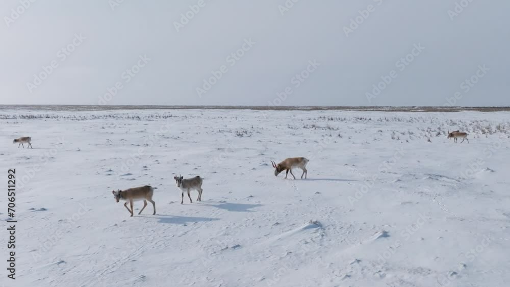 Saigas in winter during the rut. A herd of Saiga antelope or Saiga tatarica walks in snow - covered steppe in winter. Antelope migration. Walking with wild animals, slow motion video Saigas in winter during the rut. A herd of Saiga antelope or Saiga tatarica walks in snow - covered steppe in winter. Antelope migration. Walking with wild animals, slow motion video
