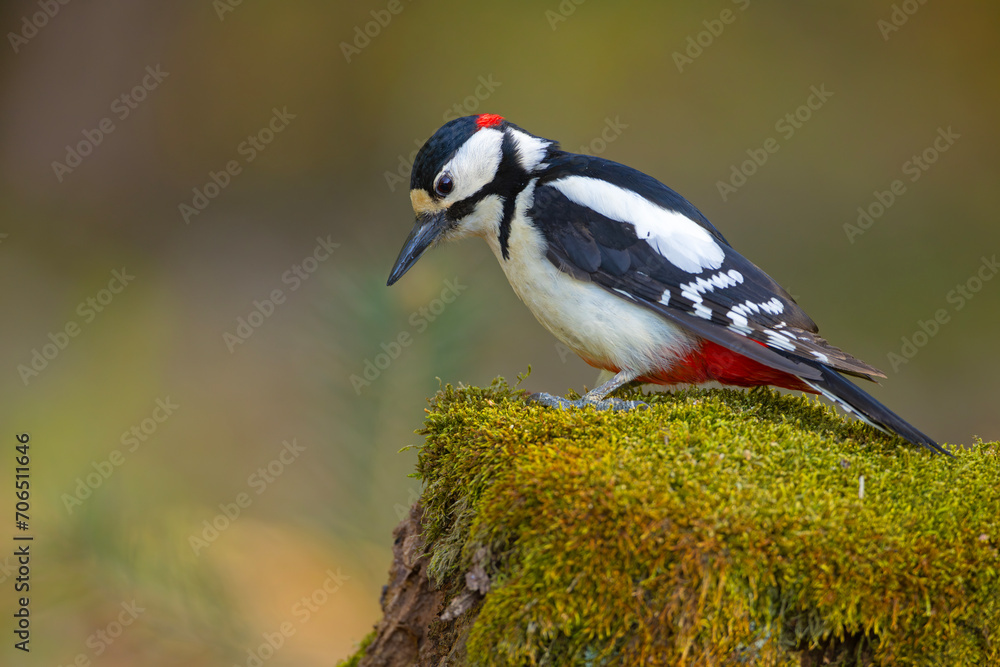 Dzięcioł duży (Dendrocopos major) Dzięcioł duży (Dendrocopos major)