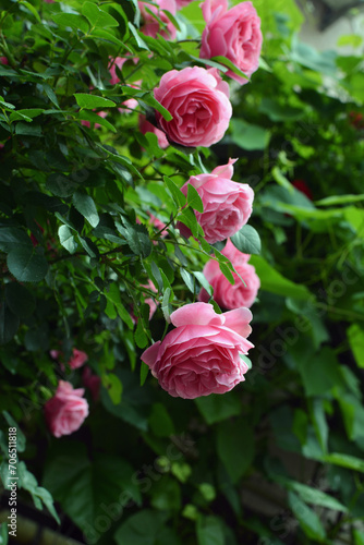 Rose plant variety of 'The Queen Elizabeth' with rounded, pink blooms growing in a garden. Queen Elizabeth rose has pink flowers and dark green, glossy, almost leathery foliage.