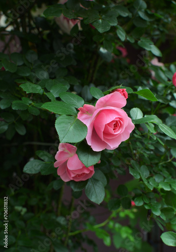 Rose plant variety of 'The Queen Elizabeth' with rounded, pink blooms growing in a garden. Queen Elizabeth rose has pink flowers and dark green, glossy, almost leathery foliage.