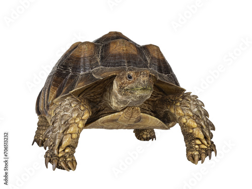 Male Sulcata Tortoise aka Centrochelys sulcata, standing facing front high on legs. Looking beside camera. Isolated cutout on transparent background.