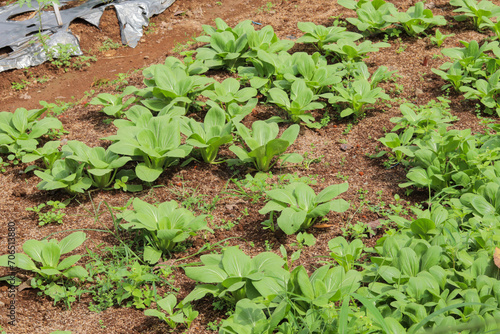 close up of fresh green pak choy plantation with brown soil