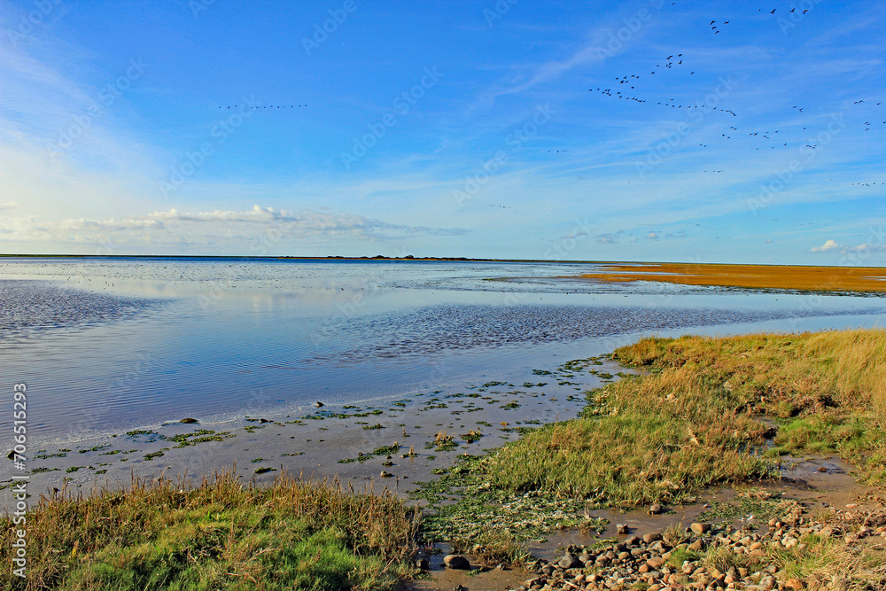 Beltringharder Koog mit Wildgänseschwarm (Schleswig-Holstein)