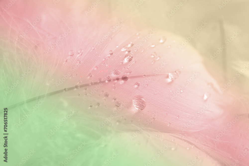 Beautiful fluffy feathers with water drops on white background, closeup. Color toned