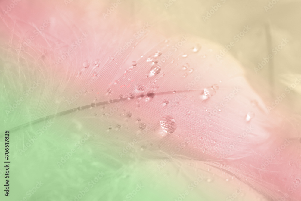 Fototapeta premium Beautiful fluffy feathers with water drops on white background, closeup. Color toned