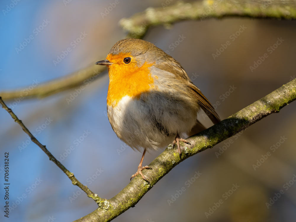 Rotkehlchen Rotkehlchen