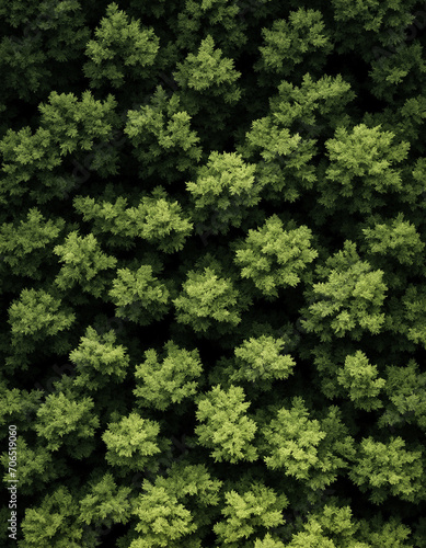 Drone view of a forest from above