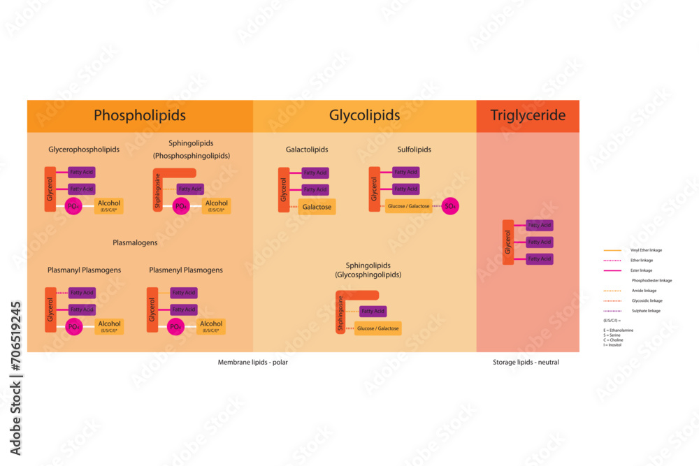 Diagram showing classification of lipids storage lipids, membrane