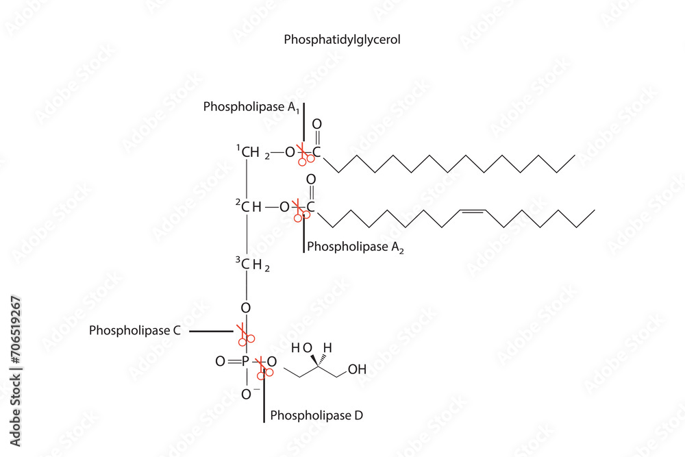 Diagram showing cleavage sites of phospholipases - PLA1, PLA2, PLC, PLD - molecular structure of Phosphatidylglycerol Scientific vector illustration. Diagram showing cleavage sites of phospholipases - PLA1, PLA2, PLC, PLD - molecular structure of Phosphatidylglycerol Scientific vector illustration.