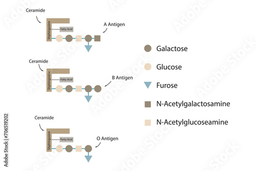 Diagram of O, A and B antigens on a ceramide - blood type determining oligosaccharide yellow Scientific vector illustration.