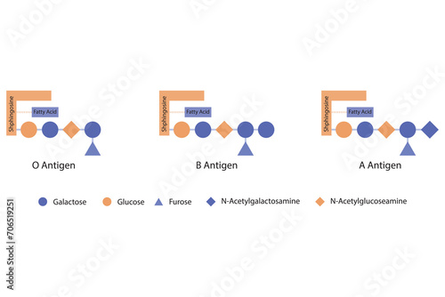 Diagram of O, A and B antigens on a ceramide - blood type determining oligosaccharide orange and purple Scientific vector illustration.