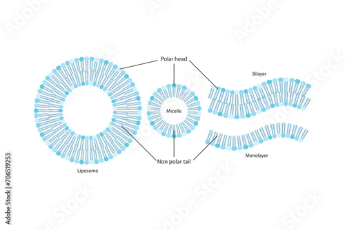 Diagram showing phospholipid structures - Liposome, micelle, monolayer and bilayer. Green and blue scientific vector illustration.