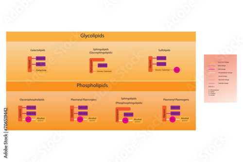 Diagram showing classification of lipids - storage lipids, membrane lipids - phospholipid, glycolipid, sulfolipid, etc, including chemical linkages. Orange and pink scientific vector illustration.