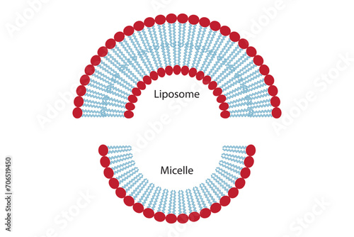 Diagram showing phospholipid structures - monolayer and bilayer - non polar tails and polar heads. Orange and blue scientific vector illustration.