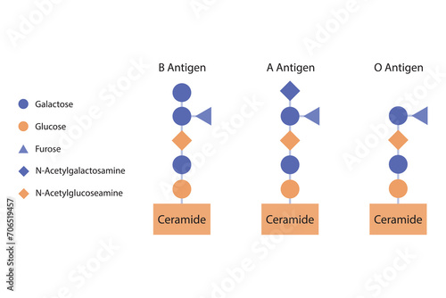 Diagram of O, A and B antigens on a ceramide - blood type determining oligosaccharide orange and purple Scientific vector illustration. photo