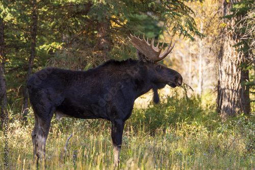 Shiras Moose Bull During the Rut in Autumn in Wyoming