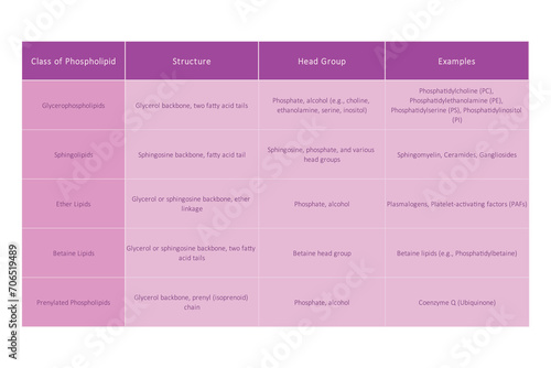 Table showing Phospholipids structure, head groups and exapmles of each type  - including Glycerophospholipid, sphingolipid, ether lipid and more Purple scientific vector illustration.