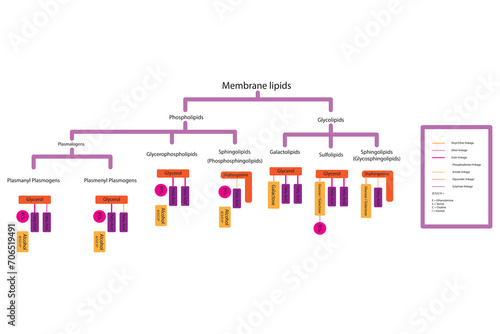 Diagram showing classification of lipids - storage lipids, membrane lipids - phospholipid, glycolipid, sulfolipid, etc, including chemical linkages. Orange and pink scientific vector illustration.