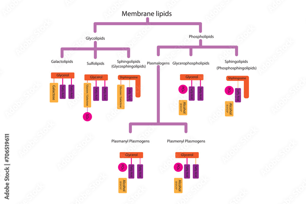 Diagram showing classification of lipids storage lipids, membrane