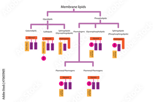 Diagram showing classification of lipids - storage lipids, membrane lipids - phospholipids, glycolipids, triglycerides, plasmogens and more. Orange and pink scientific vector illustration.