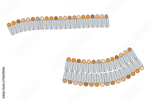 Diagram showing phospholipid structures - Liposome, micelle, monolayer and bilayer - non polar tails and polar heads. Colorful scientific vector illustration.