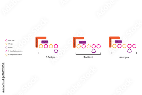 Diagram of O, A and B antigens on a ceramide - blood type determining oligosaccharide pink and orange Scientific vector illustration.
