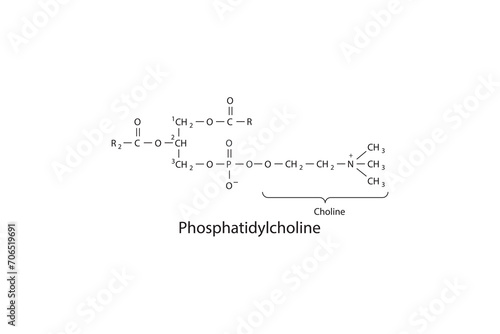 Molecular schematic structure of Phosphatidylcholine. White Scientific vector illustration.