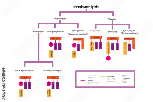 Diagram showing classification of lipids - storage lipids, membrane lipids - phospholipid, glycolipid, sulfolipid, etc, including chemical linkages. Orange and pink scientific vector illustration.